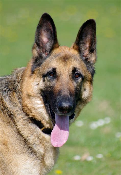 german shepherd dog for adoption.